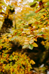 Fototapeta premium autumn leaves in forest fall season. Golden fall leaves close up. seasonal foliage autumn colours.
