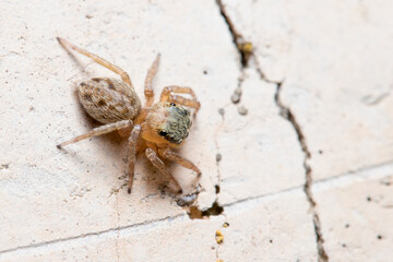 Evarcha jucunda spider posed on a rock looking for preys
