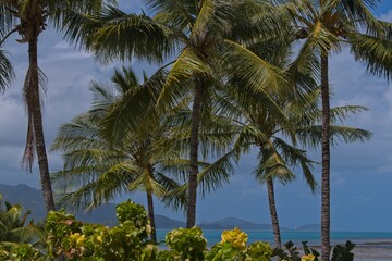 Fototapeta na wymiar Palm trees on the beach on Hamilton Island, Australia 