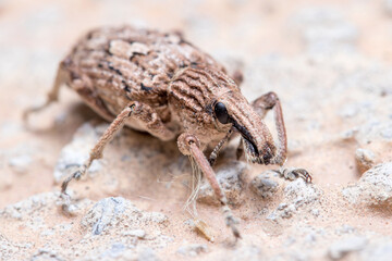 Rhytideres plicatus weevil walking on a concrete wall