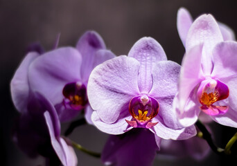 A light purple Moth Orchid. A hybrid Phalaenopsis flower. Romantic home interior details.