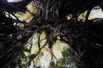 under the Cathedral Fig Tree looking up Atherton Queensland Australia