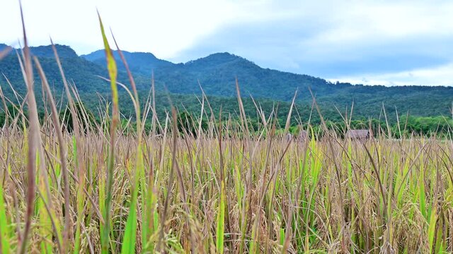 4K Video of Rice Field beside Huay Tueng Thao Reservoir, Chiang Mai Province.