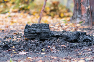 Burnt wood coals in the forest