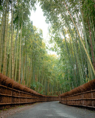 Kyoto bamboo forest