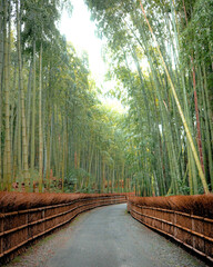 Kyoto bamboo forest