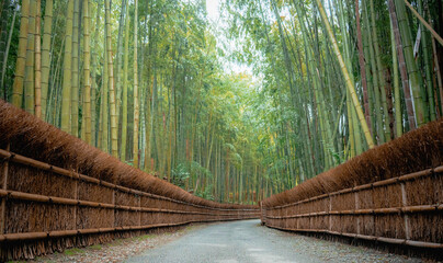 Kyoto bamboo forest