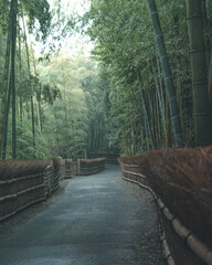 Kyoto bamboo forest