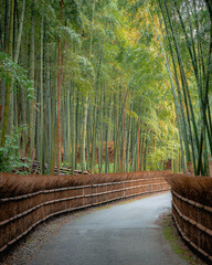 Kyoto bamboo forest