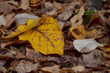 Autumn leaves on the ground