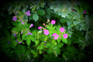Geranium sylvaticum, the wood cranesbill, with vignetting