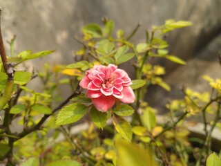 Pink Rose in the Morning sunshine