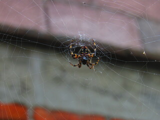 Araña de Jardín