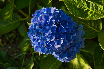 Obraz premium 2020-10-17 A BUE BIG LEAF HYDRANGEA WITH GREEN LEAVES IN THE BACKGROUND