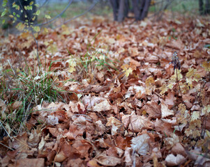 Ground covered with autumn foliage