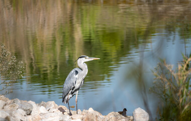 Grey heron standing on a rock at the bank of a lake.