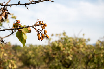 Pistachio seeds hanging from a branch with nice soft background.