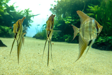 discovery of the city of Lisbon in Portugal. Romantic weekend in Europe. Oceanário of Lisboa