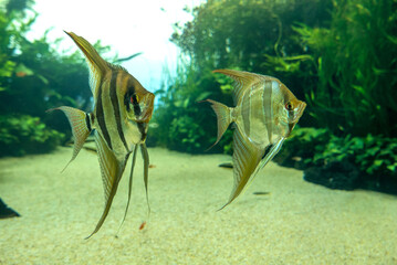 discovery of the city of Lisbon in Portugal. Romantic weekend in Europe. Oceanário of Lisboa