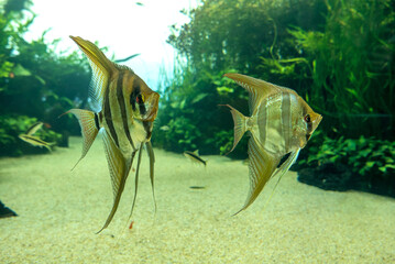 discovery of the city of Lisbon in Portugal. Romantic weekend in Europe. Oceanário of Lisboa