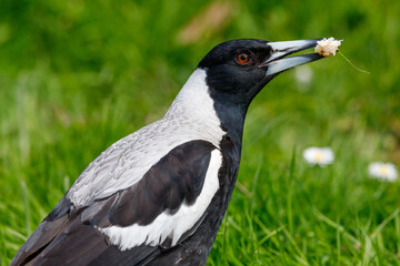 Fototapeta premium Australasian Magpie in New Zealand