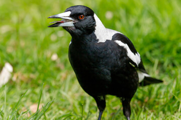 Australasian Magpie in New Zealand