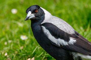 Australasian Magpie in New Zealand