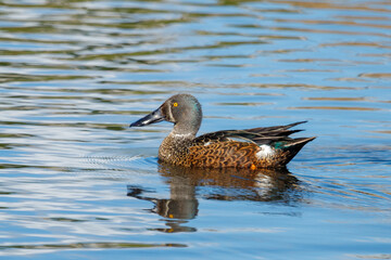Australasian Shoveler Duck in New Zealand