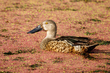 Australasian Shoveler Duck in New Zealand