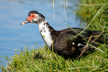Muscovy Duck in New Zealand