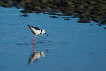 Pied Stilt in New Zealand