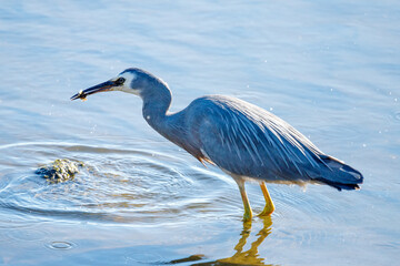 White-faced Heron in New Zealand