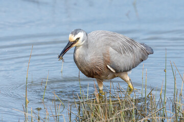White-faced Heron in New Zealand