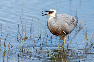 White-faced Heron in New Zealand