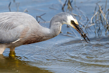White-faced Heron in New Zealand
