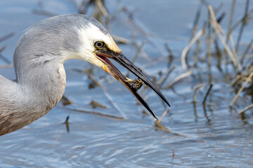 White-faced Heron in New Zealand