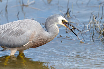 White-faced Heron in New Zealand