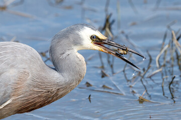 White-faced Heron in New Zealand