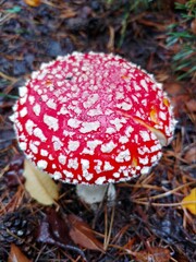 Muchomor amanita muscaria © Dawid