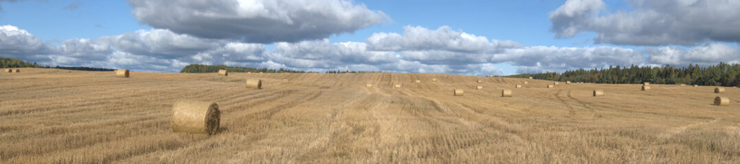Panorama of a harvested field on a sunny September day. Leningrad region, Russia