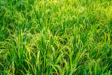 Green paddy rice plantation field