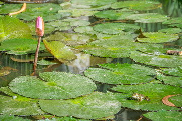 Discovery of the island of Sao Miguel, on the Azores archipelago. Furnas