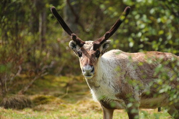Reindeer curiously watching you in northern Sweden