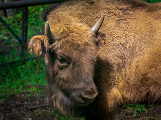 Young European bison (Bison bonasus), also known as the wisent, the zubr, or the European wood bison at the Prioksko-Terrasny Nature Reserve in Russia. Animals and nature. © alonanola