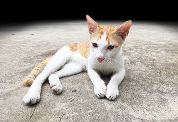 Small cat laying on the floor