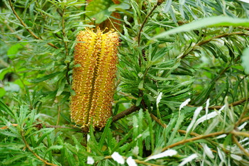 穂状花序が特徴的なコースト・バンクシア