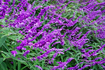 紫色のアメジストセージの花