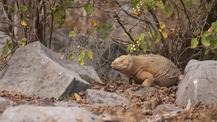 Santa Fe Land Iguana