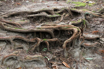 日本　遠野の風景