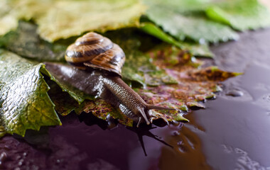 Snail and grape leaves. A wet snail looks at its reflection. Dark, black background and water. A theme for relaxation, body and face care. Close-up.